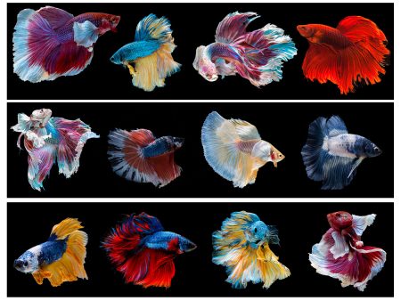 Beta Fish Various Breeds Edible Cake Topper Image Strips ABPID56524 For Cheap